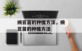 豌豆苗的种植方法，豌豆苗的种植方法