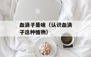 血滴子是啥（认识血滴子这种植物）