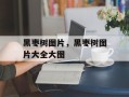 黑枣树图片，黑枣树图片大全大图