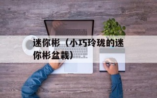 迷你彬（小巧玲珑的迷你彬盆栽）