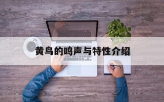 黄鸟的鸣声与特性介绍