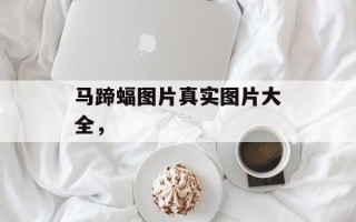 马蹄蝠图片真实图片大全，