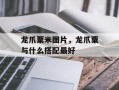 龙爪粟米图片，龙爪粟与什么搭配最好
