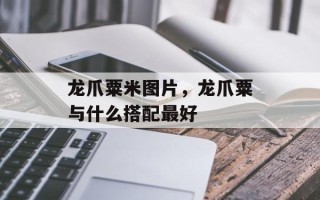 龙爪粟米图片，龙爪粟与什么搭配最好