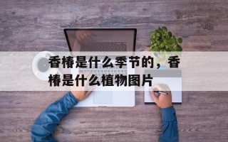 香椿是什么季节的，香椿是什么植物图片