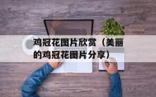 鸡冠花图片欣赏（美丽的鸡冠花图片分享）