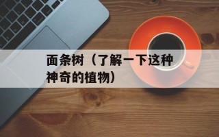 面条树（了解一下这种神奇的植物）