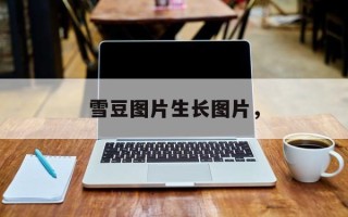 雪豆图片生长图片，