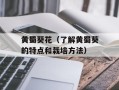 黄蜀葵花（了解黄蜀葵的特点和栽培方法）