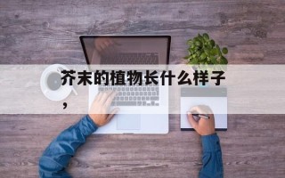 芥末的植物长什么样子，