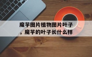 魔芋图片植物图片叶子，魔芋的叶子长什么样