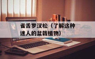 雀舌罗汉松（了解这种迷人的盆栽植物）