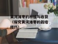 黄河滩枣的种植与收获（探究黄河滩枣的栽培技巧）