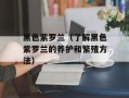 黑色紫罗兰（了解黑色紫罗兰的养护和繁殖方法）