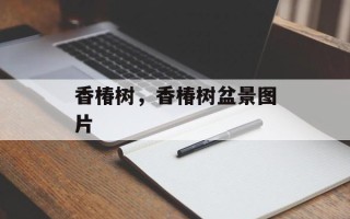 香椿树，香椿树盆景图片