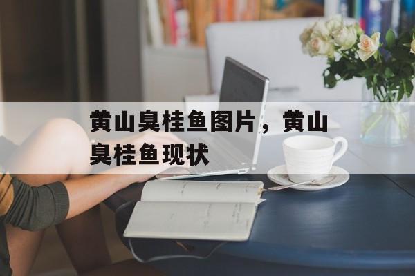 黄山臭桂鱼图片，黄山臭桂鱼现状-第1张图片-