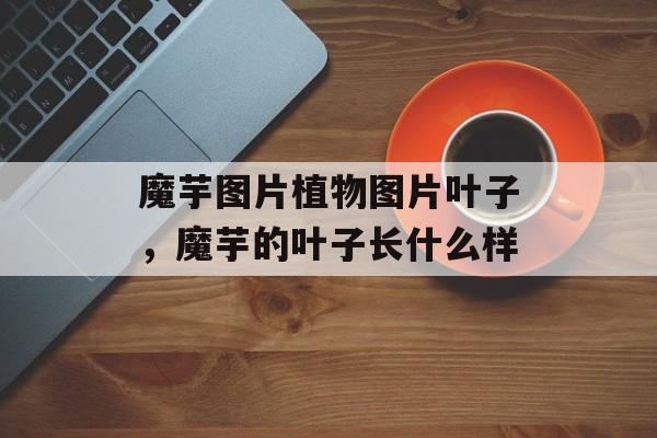 魔芋图片植物图片叶子，魔芋的叶子长什么样-第1张图片-