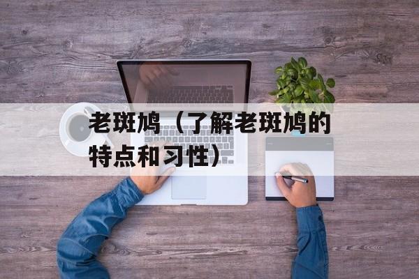 老斑鸠（了解老斑鸠的特点和习性）-第1张图片-