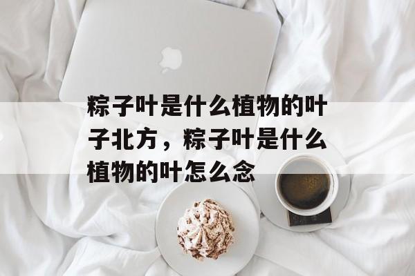 粽子叶是什么植物的叶子北方，粽子叶是什么植物的叶怎么念-第1张图片-