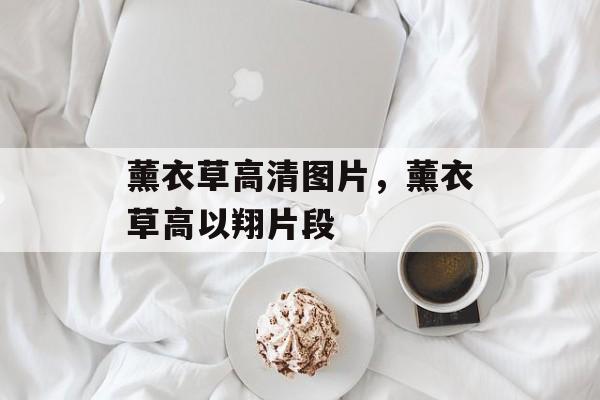 薰衣草高清图片，薰衣草高以翔片段-第1张图片-