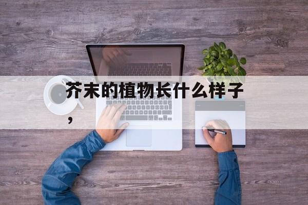 芥末的植物长什么样子，-第1张图片-